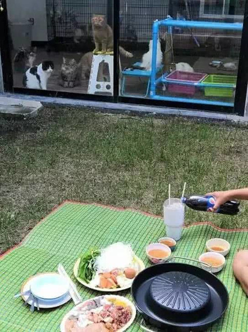 狗狗|铲屎官在院子里烧烤，被关在屋内的猫咪们隔着玻璃围观，表情亮了