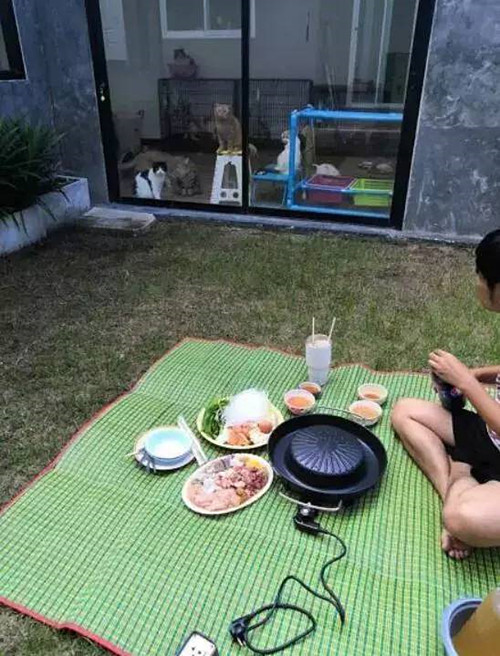狗狗|铲屎官在院子里烧烤，被关在屋内的猫咪们隔着玻璃围观，表情亮了