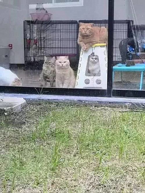 狗狗|铲屎官在院子里烧烤，被关在屋内的猫咪们隔着玻璃围观，表情亮了