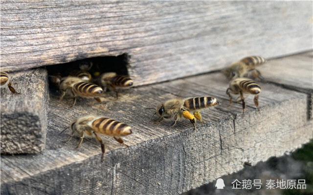 蜂王怎么选出来 购买蜂王怎样分蜂