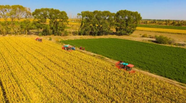 沃野良田响起丰收歌