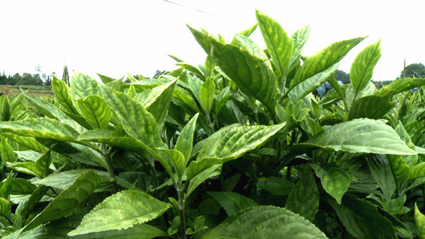 瓮安县猴场镇乡村合伙人种植蓝靛喜丰收