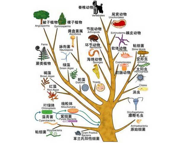 生物进化树 手抄报图片