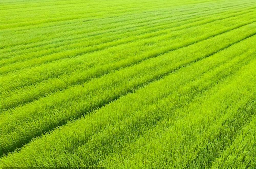 世界十大农业最发达的国家 腾讯新闻