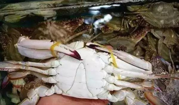 梭子蟹|梭子蟹为什么看起来饱满大个，买回家一煮，就成了空壳？被骗了吗