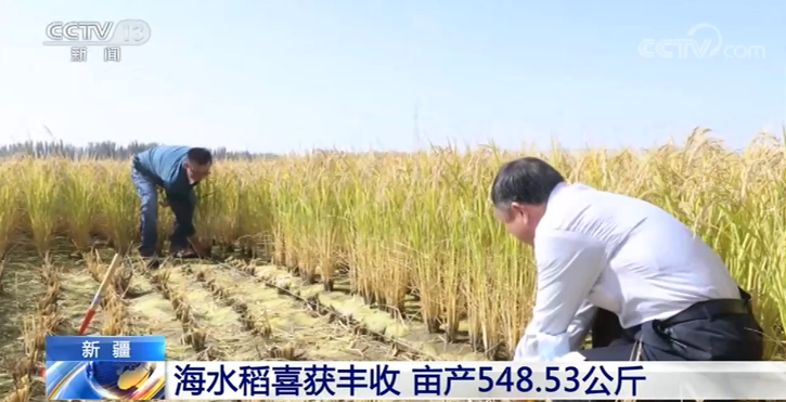 丰收|新疆海水稻喜获丰收