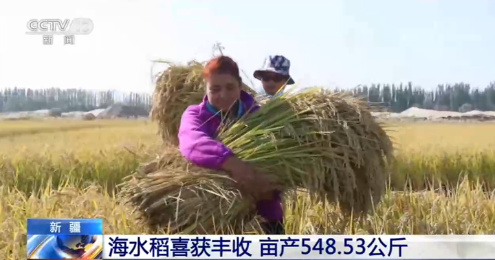 丰收|新疆海水稻喜获丰收