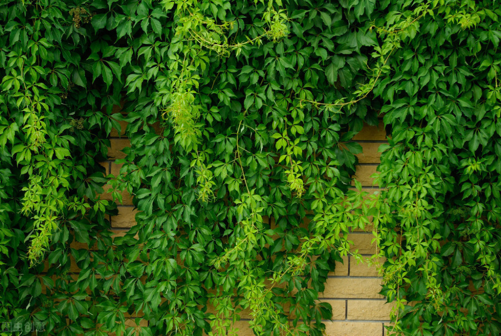那些疯长能爬墙的植物你是否种植过快来瞧瞧