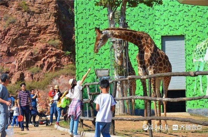 来青山秀水景区看长颈鹿、摘无花果