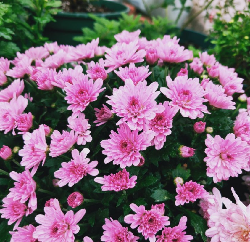 小巧霸气的女王菊,品种众多,养在阳台特美!