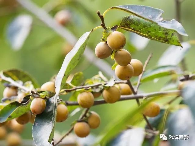 玻璃栈道|十一长假去乐谷银滩耍吧，还有山货大集哪