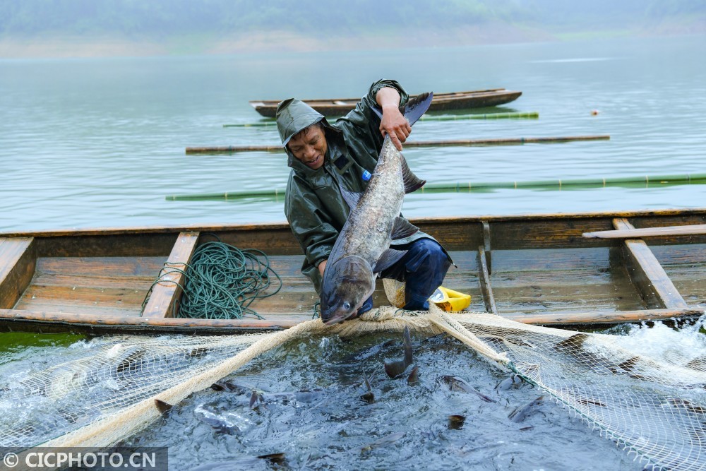2020年9月28日,在湖南省衡阳市常宁市官岭镇西塘村,村民在水库里收拢