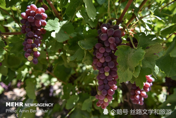 硬币|鲁米诗歌：葡萄的四种叫法