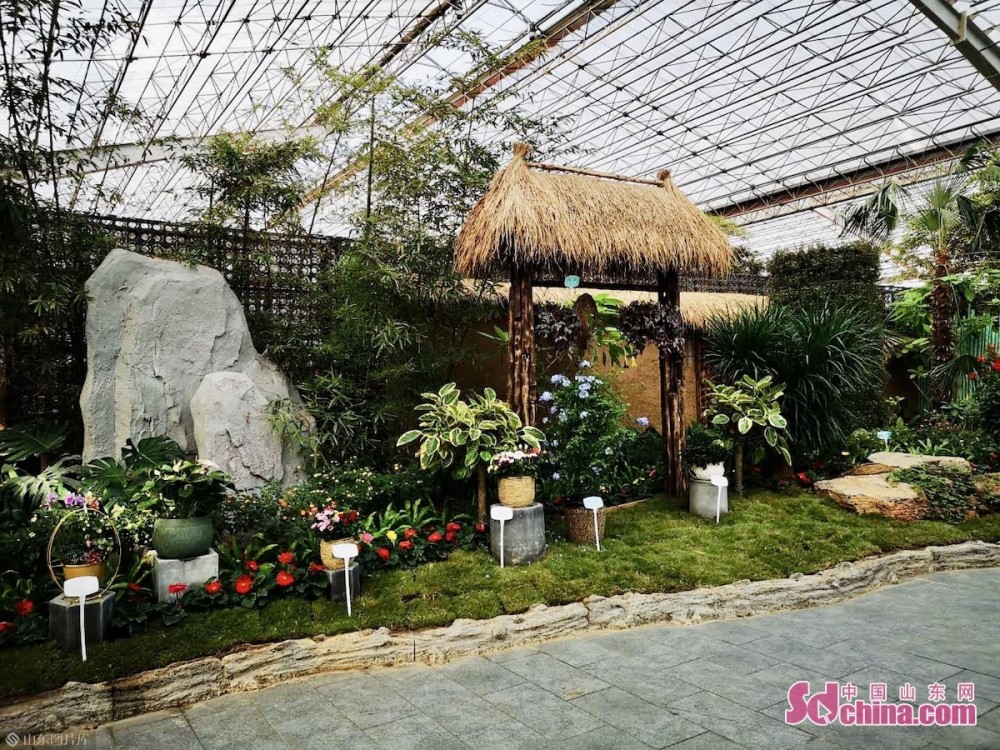 花都赏花正当时 2020青州花博会开幕_腾讯新闻