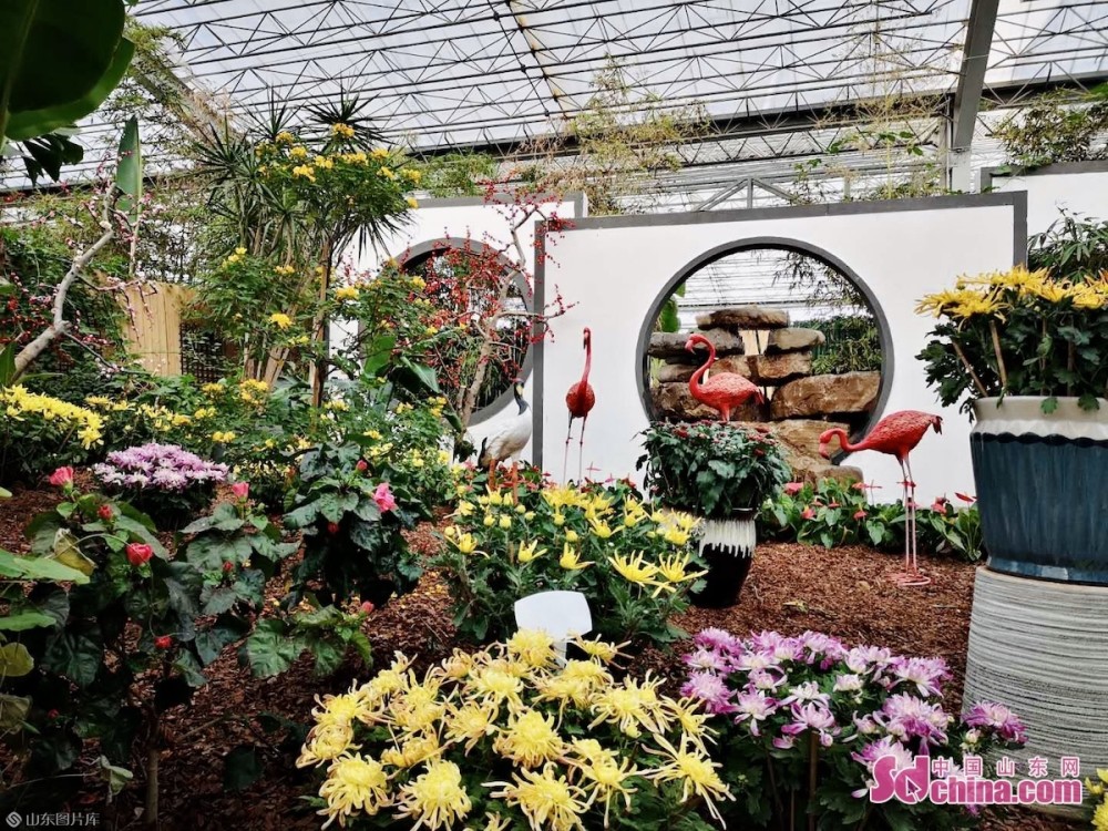 花都赏花正当时 2020青州花博会开幕_腾讯新闻