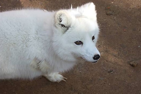 灵签占卜你喜欢哪一只白色小狐狸测你目前最大的心病是啥