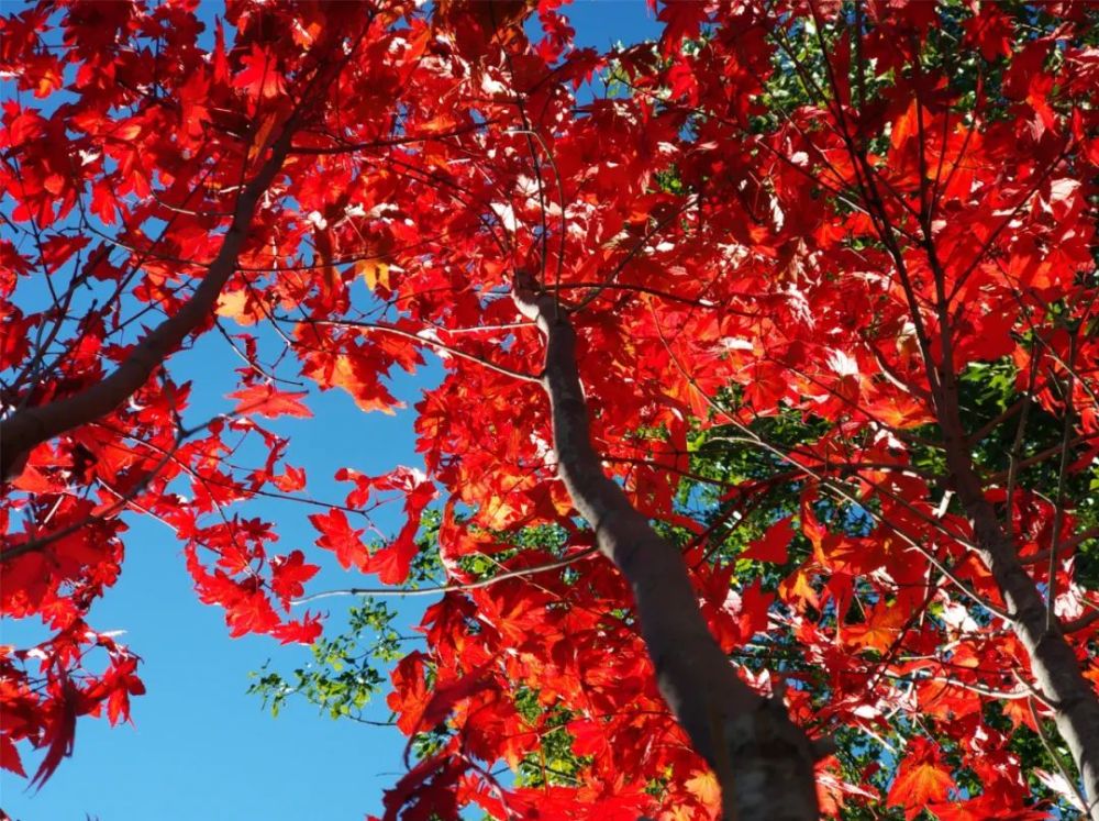 喇叭沟门乡|趁阳光正好 趁微风不燥 来一场旅行可好？