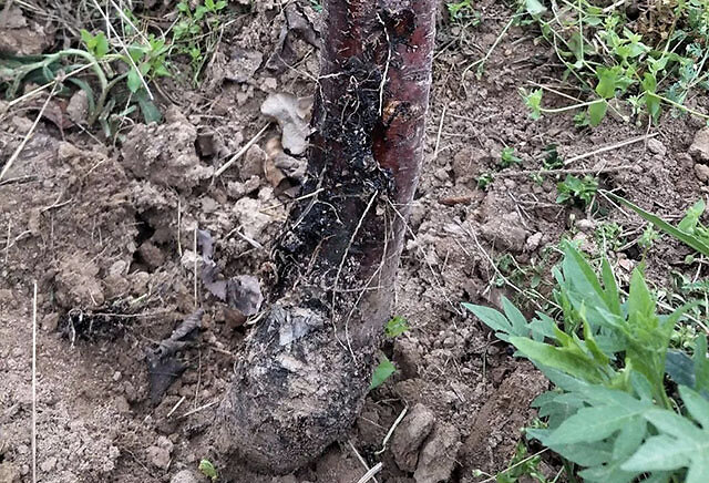 石榴根腐病怎么用药?石榴抗重茬处理方法