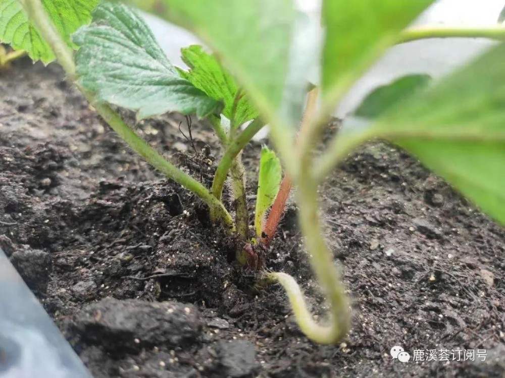 03特色天然有机种植采用大凉山千年草炭腐殖土,绝对无污染.