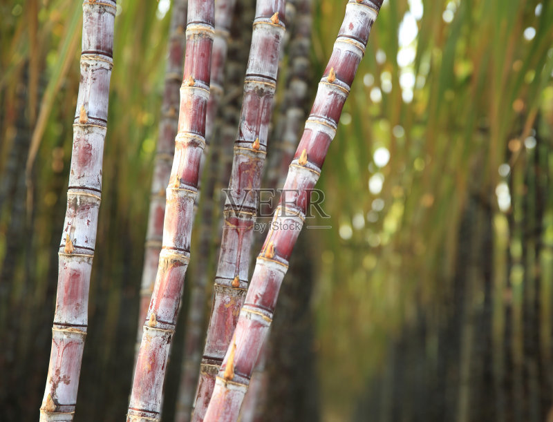 甘蔗|买甘蔗，不是越粗越好，老果农：教你3句口诀，甘蔗一挑一个甜