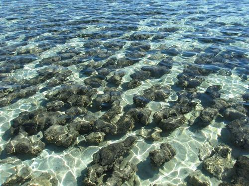 光合作用|砷不仅是毒药，还是光合作用的重要原料，没有它就没有生命