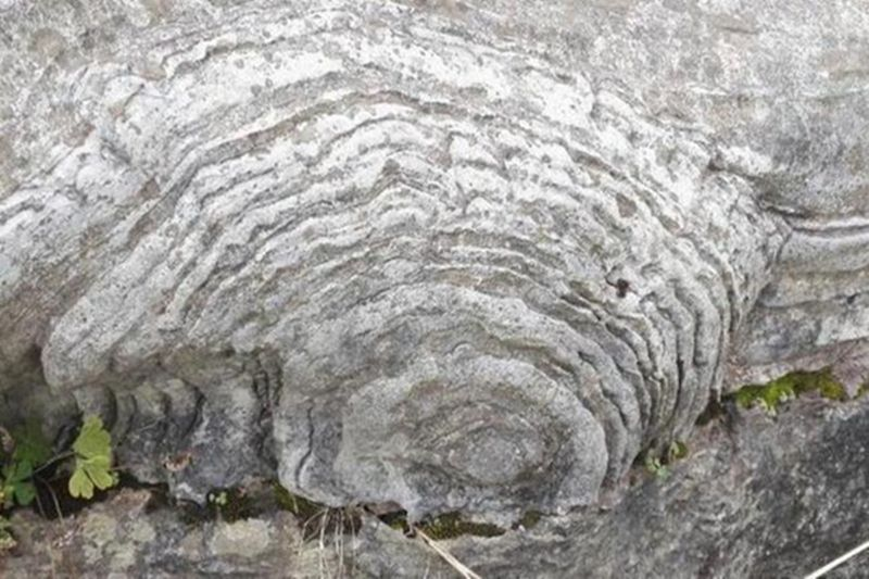 光合作用|砷不仅是毒药，还是光合作用的重要原料，没有它就没有生命