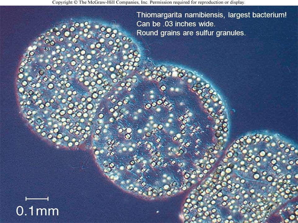 光合作用|砷不仅是毒药，还是光合作用的重要原料，没有它就没有生命