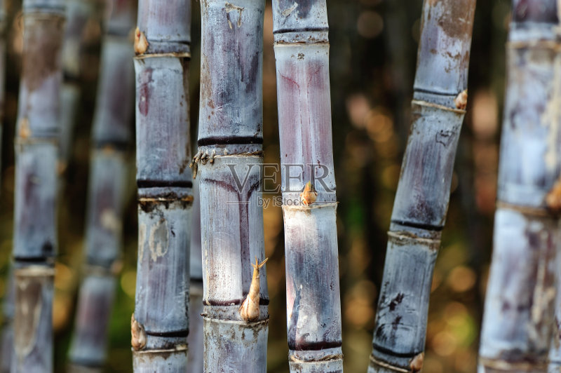 甘蔗|买甘蔗，不是越粗越好，老果农：教你3句口诀，甘蔗一挑一个甜