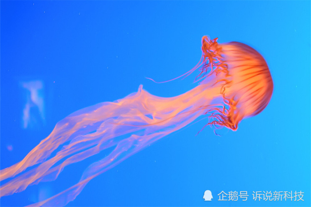90多种海鲜濒临灭绝为何有毒的水母成为了科学家的建议