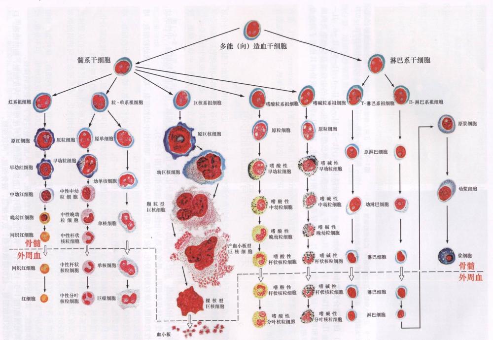 服用激素可以治疗再生障碍性贫血吗