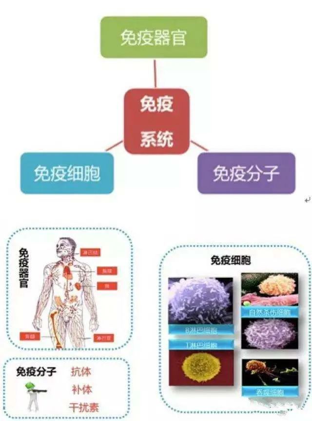 免疫系統就像駐紮體內的一支軍隊,破壞和排斥進入人體的外來有害物質