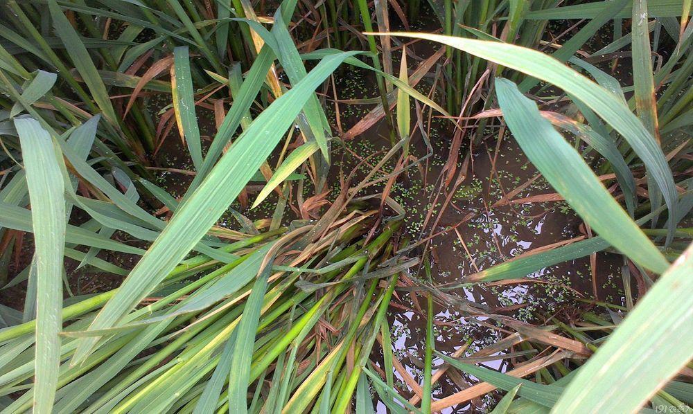 生姜叶枯病姜瘟病纹枯病的原因及生理特性附有效防治方法