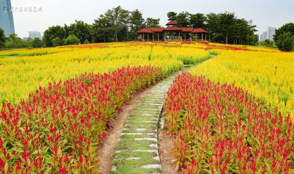 香彩雀,千日紅,在花卉園舉辦