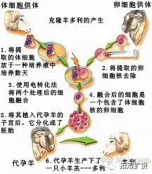 伊恩·维尔穆特|克隆技术为何不再被提起？专家：看看克隆羊的下场