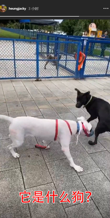 郭碧婷|向佐低调秀恩爱，带郭碧婷外出遛弯，看到狗狗后郭碧婷温柔发声