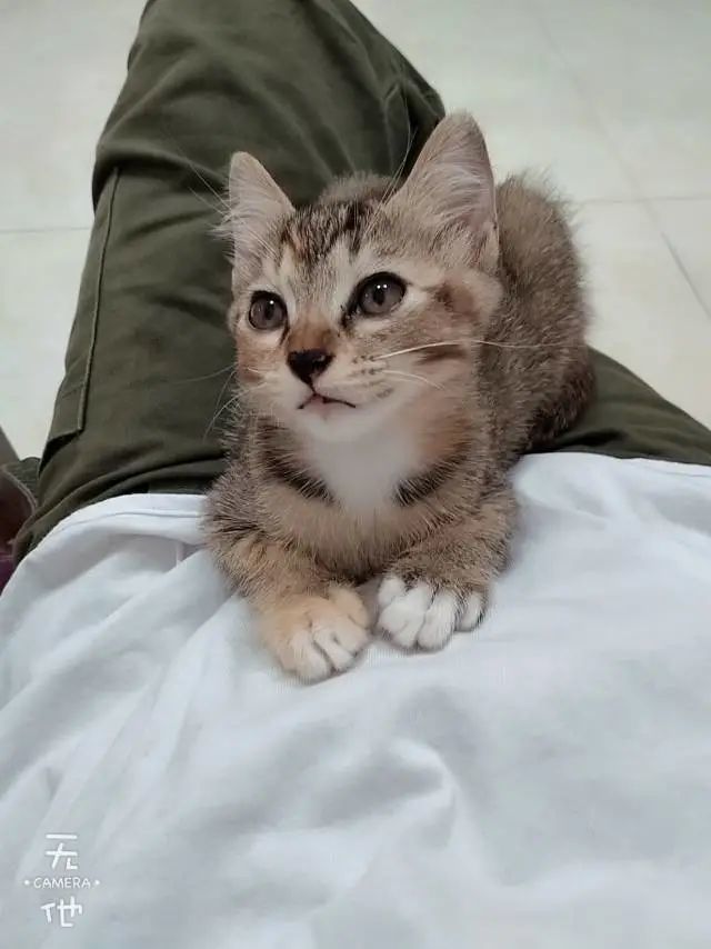 自有房或者不合租,必须有纱窗 是否收费:无偿 宠物位置:连云港海州 本