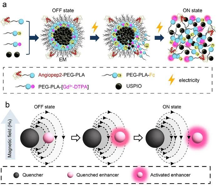 乙酰胆碱|脑科学日报：新一代乙酰胆碱探针实现体内乙酰胆碱信号的精确解析
