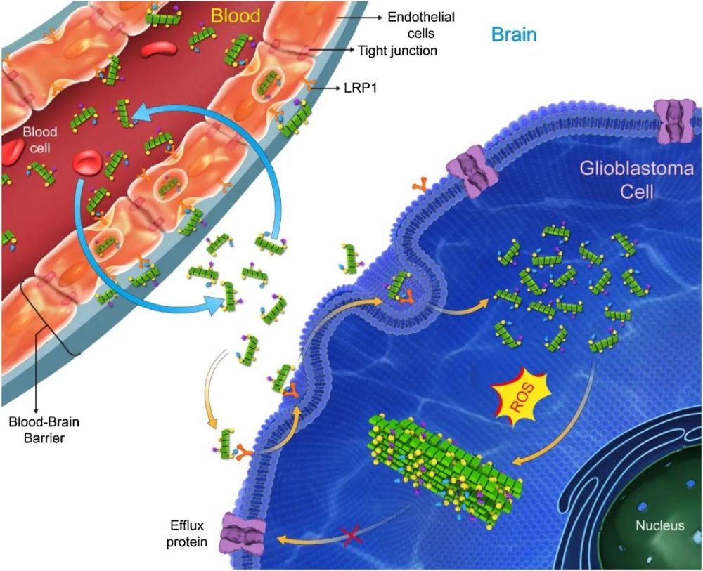 乙酰胆碱|脑科学日报：新一代乙酰胆碱探针实现体内乙酰胆碱信号的精确解析