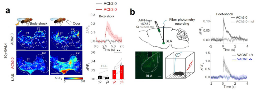 乙酰胆碱|脑科学日报：新一代乙酰胆碱探针实现体内乙酰胆碱信号的精确解析