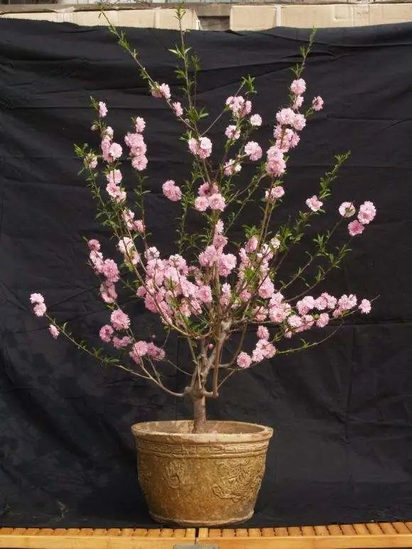 俘虏爱情的桃花盆栽起来并非难事儿赶紧看看栽培要领吧