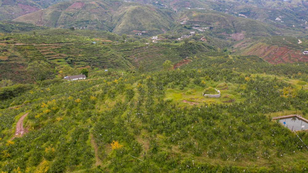 火红石榴促增收这是云南省曲靖市会泽县娜姑镇牛泥塘村的石榴种植基地