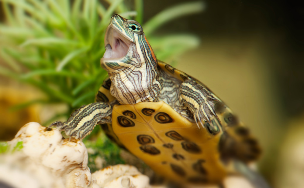 可爱的小乌龟谁不想养?你会养吗?我来教你怎么养