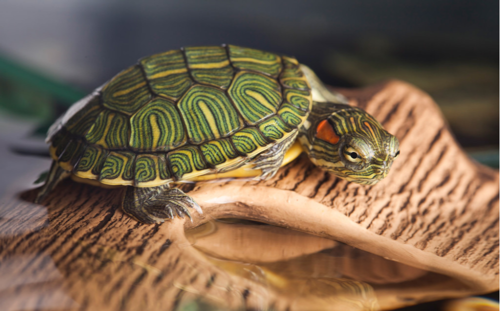 可爱的小乌龟谁不想养?你会养吗?我来教你怎么养_腾讯新闻