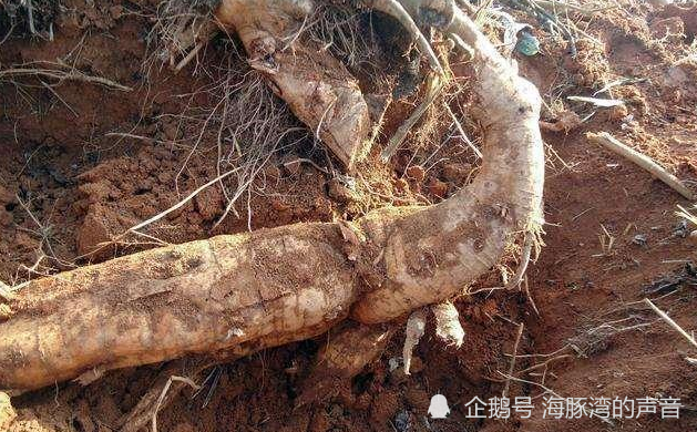 农村常见的葛根 市场5元一斤 磨成粉市场更是供不应求 很美味 腾讯新闻