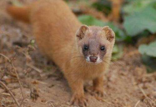 农村老人常说猪是蛇的克星是真的吗有什么道理呢