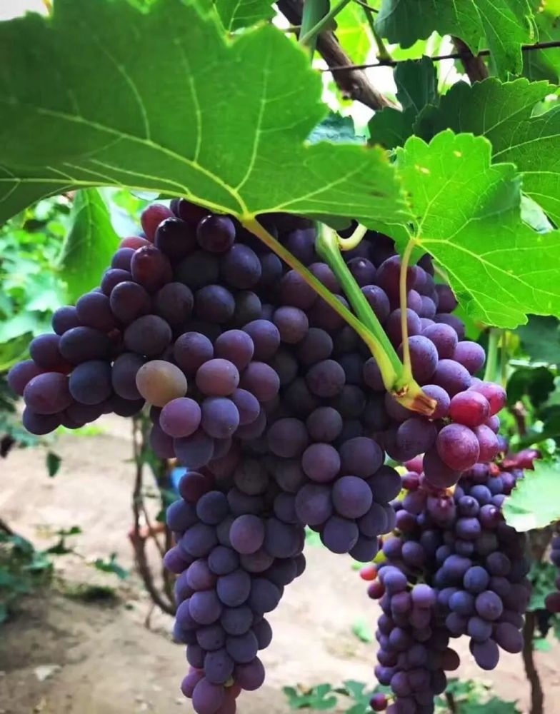 新疆|我亲身经历新疆，见到了别人不知道的真相