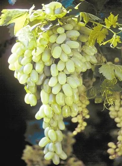 新疆|我亲身经历新疆，见到了别人不知道的真相