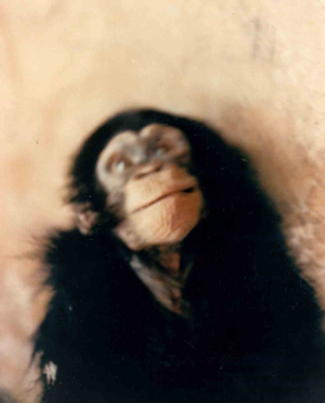 病毒|食尸鬼传说，与跨越300年的朊病毒