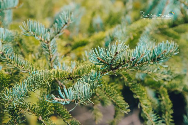 克什克腾旗|北京周边草原自驾，十一克什克腾旗赏秋