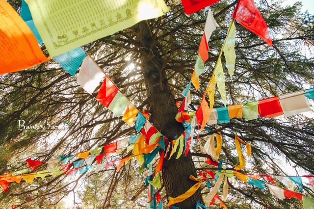 克什克腾旗|北京周边草原自驾，十一克什克腾旗赏秋